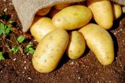 نائب بالبرلمان: توريد البطاطا بكميات كبيرة من ليبيا ومصر أضرّ بالفلاحين في تونس