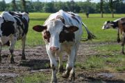مرض الجلد العقدي المعدي لدى الأبقار بقرة