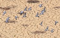 الجفاف في تونس