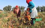 تكلفة انتاج الطماطم في تونس