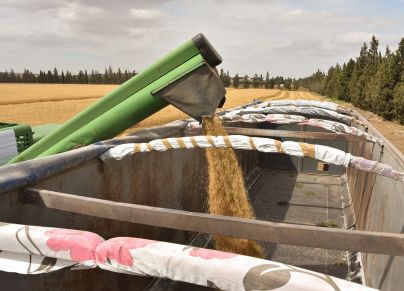 تونس تطرح مناقصة لشراء القمح اللين وعلف الشعير