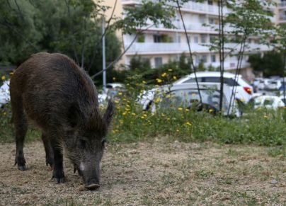 الخنازير الوحشية في تونس