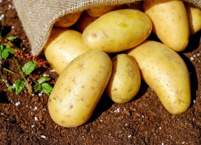 نائب بالبرلمان: توريد البطاطا بكميات كبيرة من ليبيا ومصر أضرّ بالفلاحين في تونس