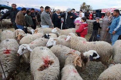خروف العيد عيد الأضحى تونس 