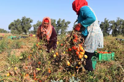تكلفة انتاج الطماطم في تونس
