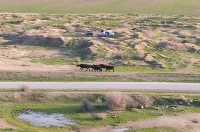 وزارة البيئة: عدة طيور ونباتات في تونس مهددة بالانقراض بسبب تغيّر المناخ والتلوث