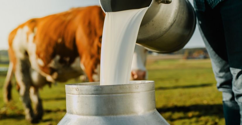 وزارة الفلاحة ترفّع سعر الحليب على مستوى الإنتاج بـ200 مليم