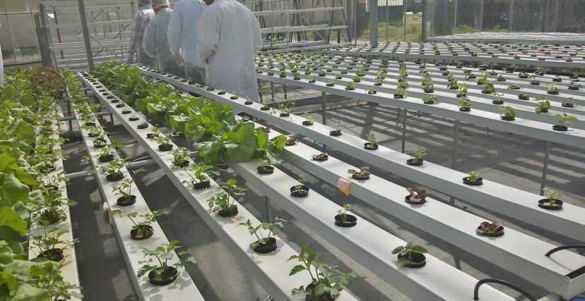الزراعة دون تربة في تونس