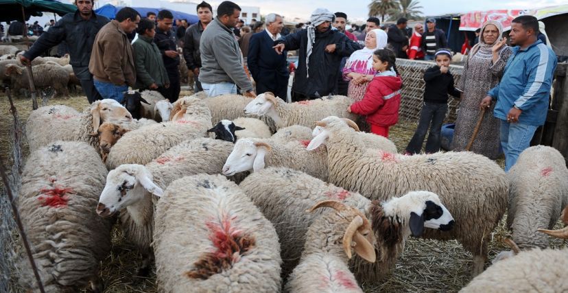 خروف العيد عيد الأضحى تونس 