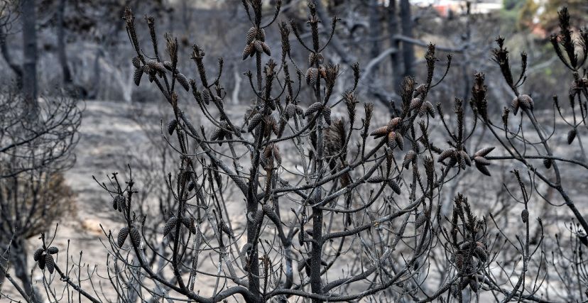 حريق غابات ملولة حرائق تونس 