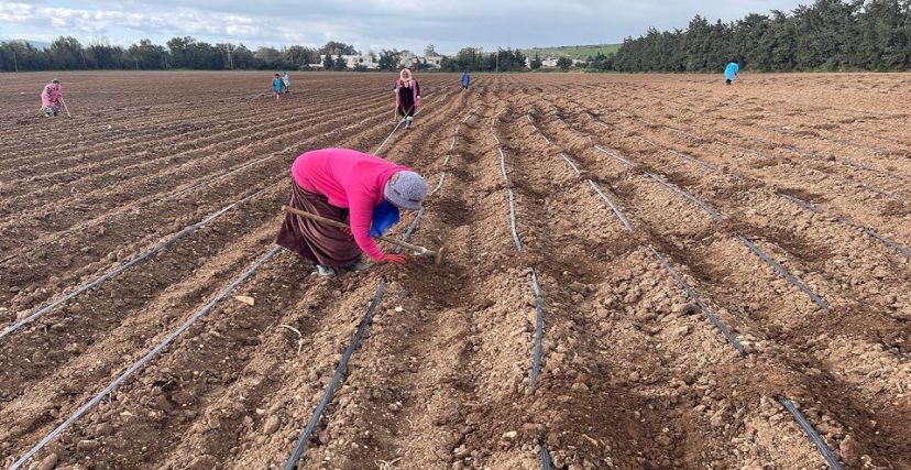 المزارعات الناشئات في تونس