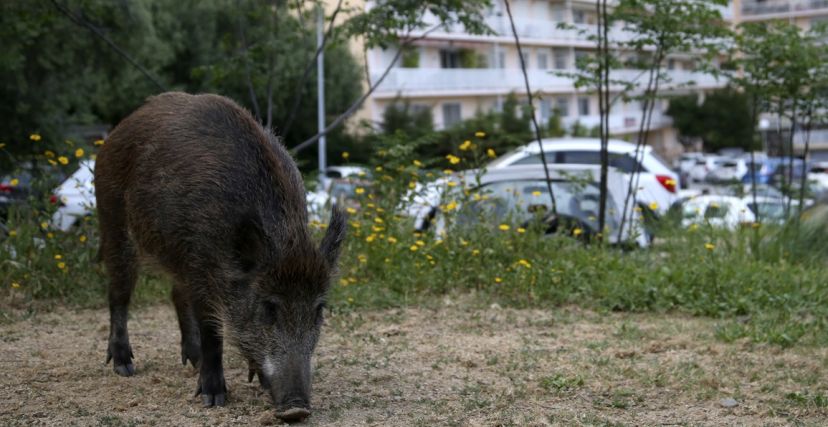 الخنازير الوحشية في تونس