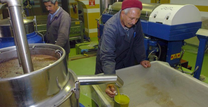 زيت الزيتون الحبوب تونس المرصد الوطني للفلاحة 