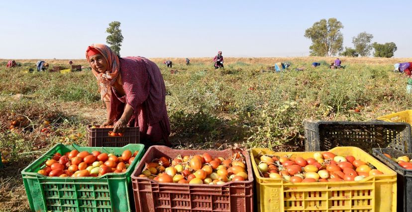 معجون الطماطم في تونس