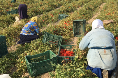 تونس.. أين تهدّد كلفة الإنتاج والاستيراد الأمن الغذائي